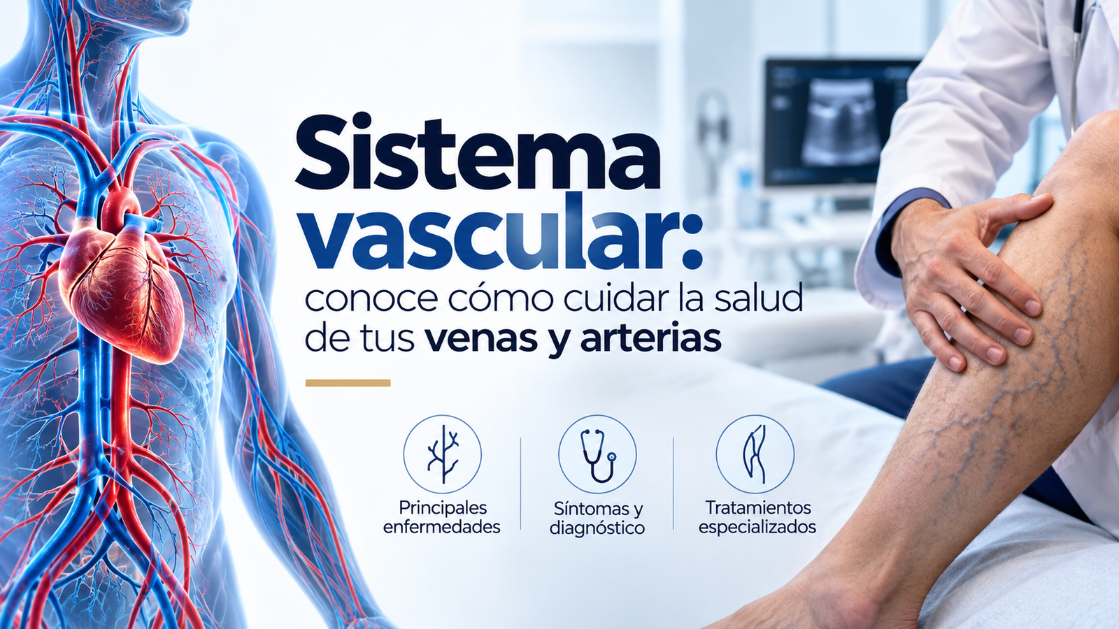 Sistema vascular: Conoce cómo cuidar la salud de tus venas y arterias.